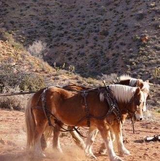 Horse team pulling wagon