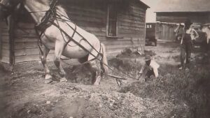 A horse attached to a slip scrapper for moving dirt