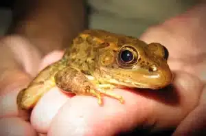 The Relict Leopard Frog