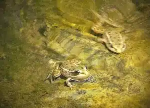 Relict Leopard Frog at Pakoon Springs